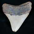 Megalodon Tooth - North Carolina #11017-2